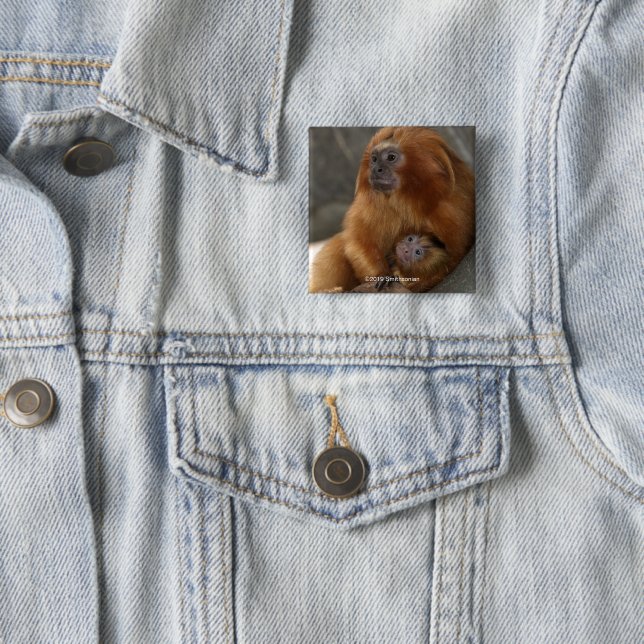 Golden Lion Tamarin with Baby 15 Cm Square Badge (In Situ)