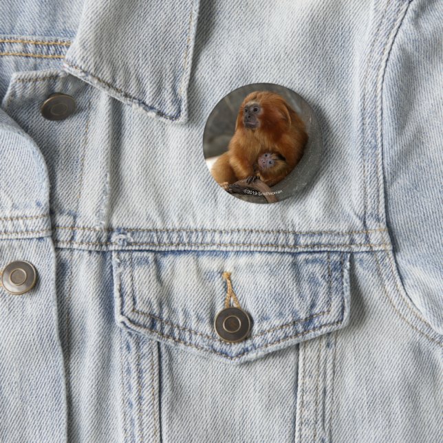 Golden Lion Tamarin with Baby 2 6 Cm Round Badge (In Situ)