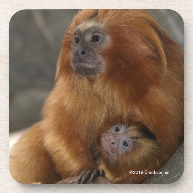 Golden Lion Tamarin with Baby Coaster (Front)