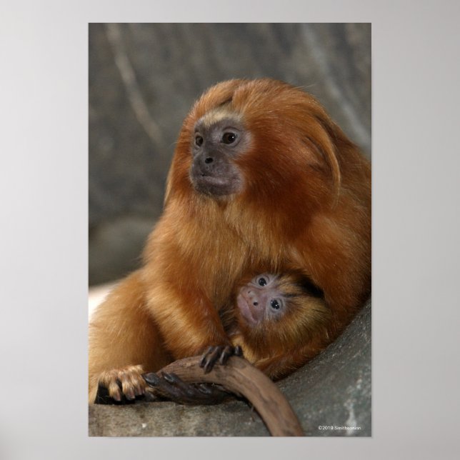 Golden Lion Tamarin with Baby Poster (Front)