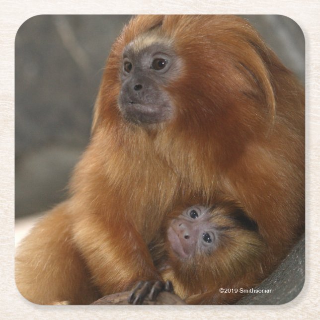 Golden Lion Tamarin with Baby Square Paper Coaster (Front)