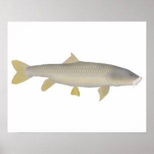 Golden Mahseer Poster