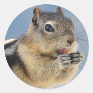 Golden Mantel Ground Squirrel Sticker