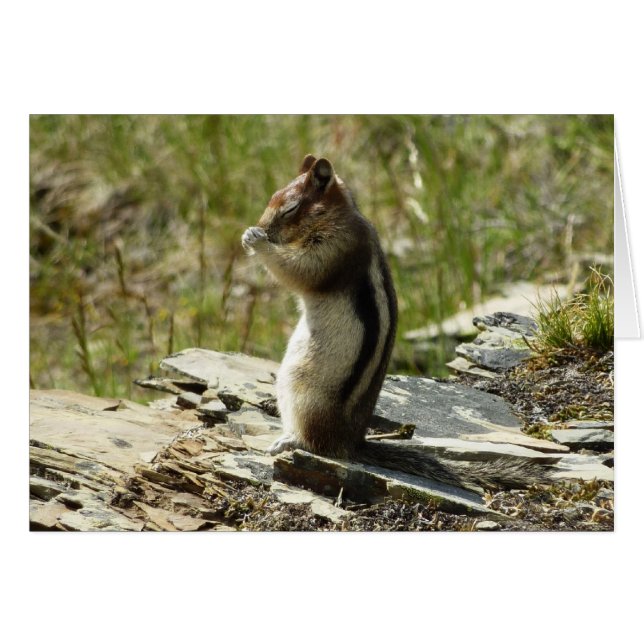 Golden-Mantled Ground Squirrel at Glacier I (Front Horizontal)