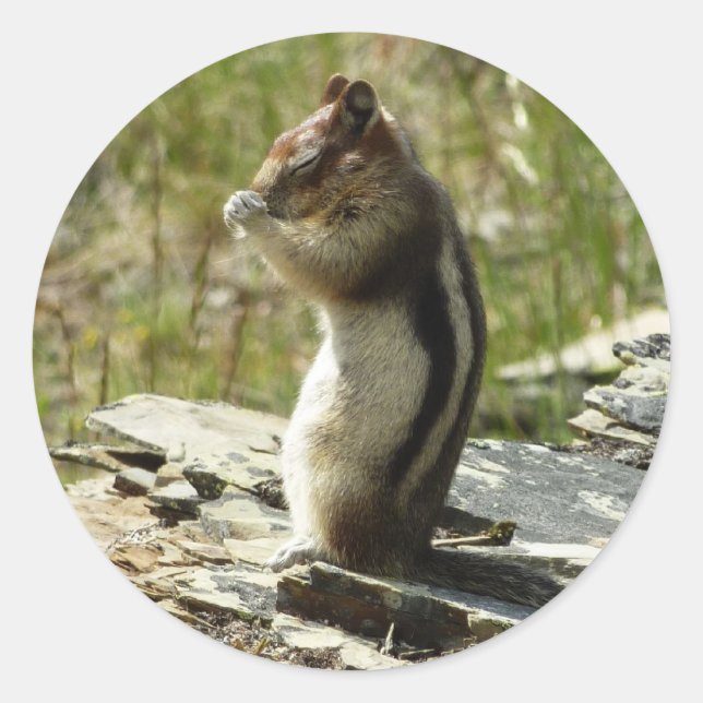 Golden-Mantled Ground Squirrel at Glacier I Classic Round Sticker (Front)