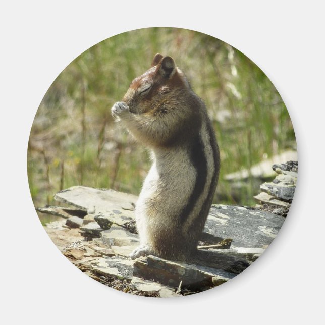 Golden-Mantled Ground Squirrel at Glacier I Magnet (Front)