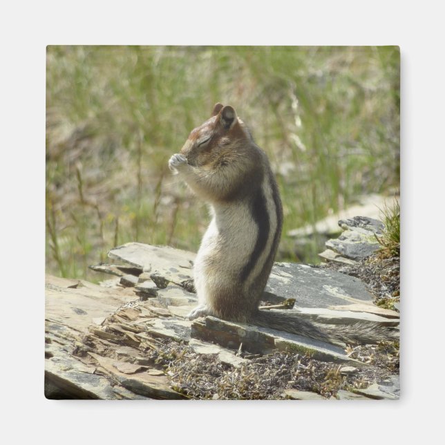 Golden-Mantled Ground Squirrel at Glacier I Magnet (Front)