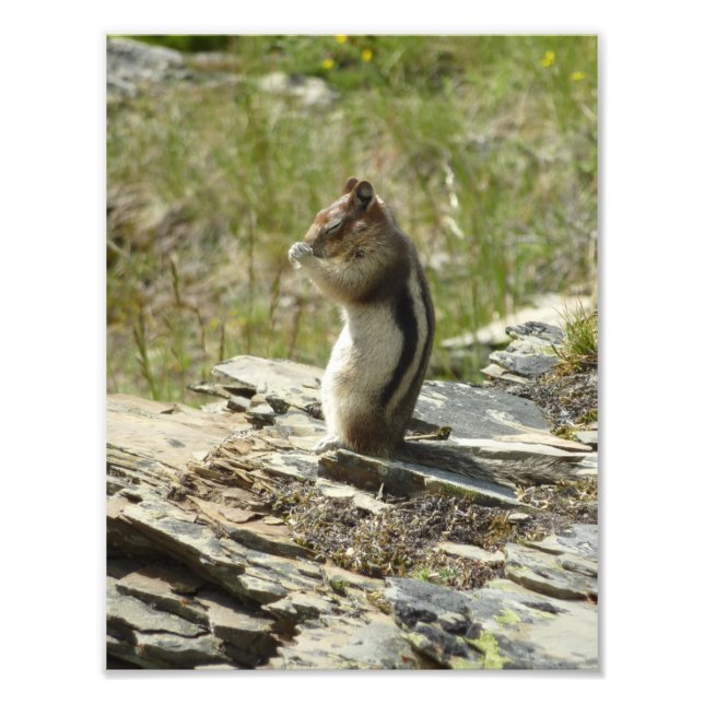 Golden-Mantled Ground Squirrel at Glacier I Photo Print (Front)
