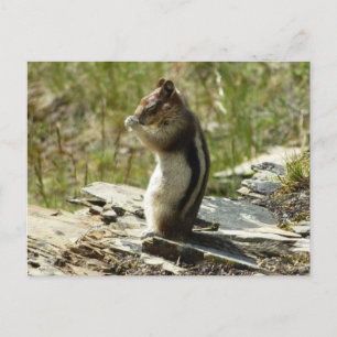 Golden-Mantled Ground Squirrel at Glacier I Postcard