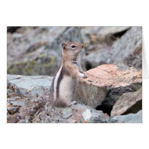 Golden-Mantled Ground Squirrel at Glacier II
