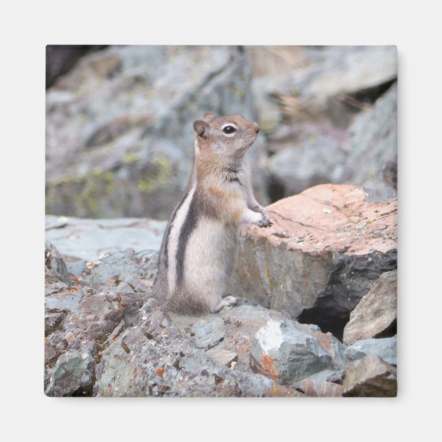 Golden-Mantled Ground Squirrel at Glacier II Magnet (Front)