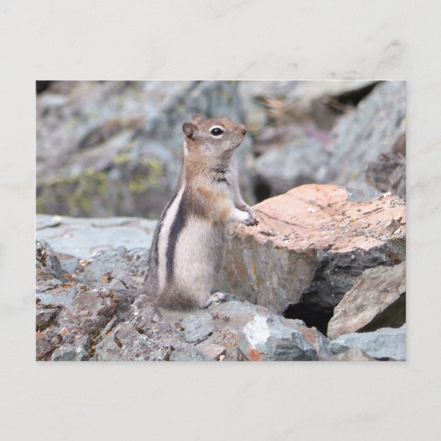 Golden-Mantled Ground Squirrel at Glacier II Postcard (Front)