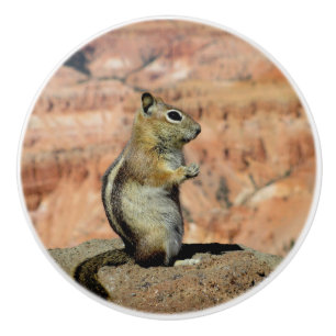 Golden Mantled Ground Squirrel Ceramic Knob