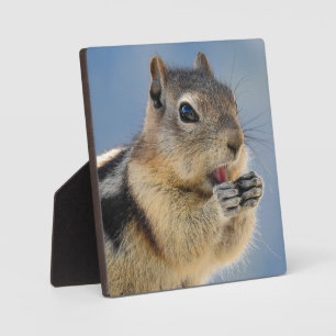 Golden Mantled Ground Squirrel Desktop Plaque