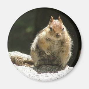 Golden mantled ground squirrel magnet