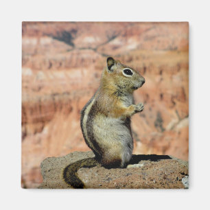 Golden Mantled Ground Squirrel Magnet