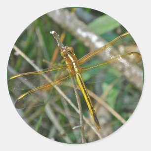 Golden Meadowhawk (Sympetrum) Dragonfly Items Classic Round Sticker