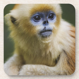 Golden monkey coaster