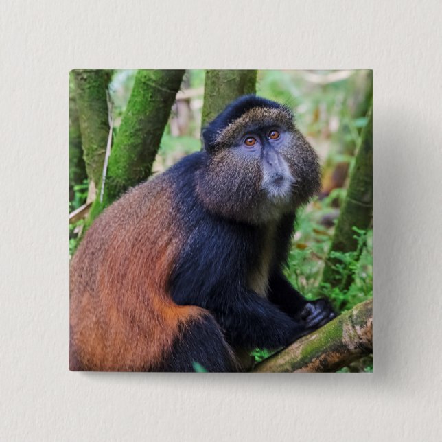 Golden Monkey, Rwanda 15 Cm Square Badge (Front)