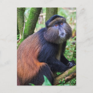 Golden Monkey, Rwanda Postcard