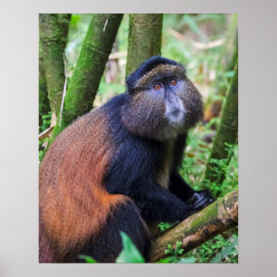 Golden Monkey, Rwanda Poster