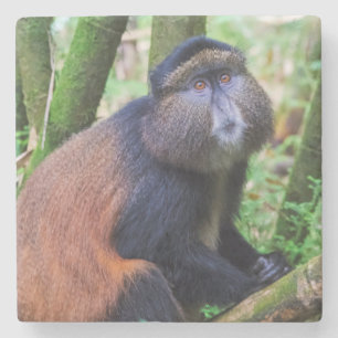 Golden Monkey, Rwanda Stone Coaster