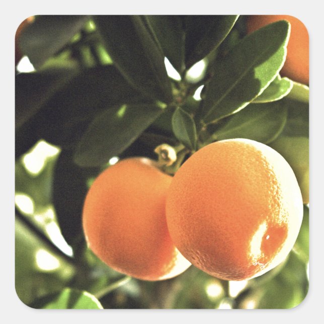 Golden Orange Fruit Tree Square Sticker (Front)