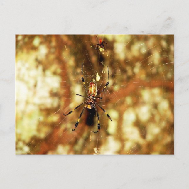 Golden Orb Spider Isla Barro Colorado, Panama Postcard (Front)