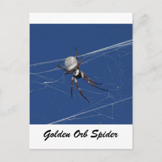 Golden Orb Spider Postcard