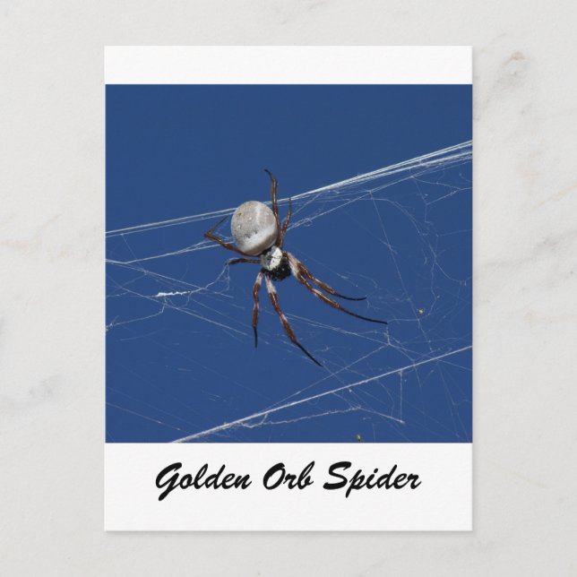 Golden Orb Spider Postcard (Front)