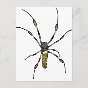 Golden Orb Spider Postcard