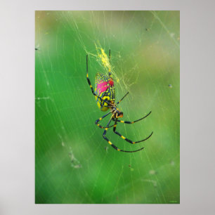 Golden Orb Weaver Spider Poster