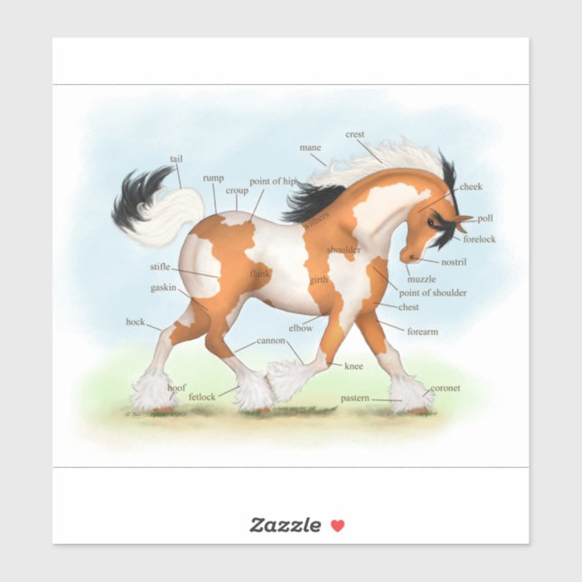 Golden Overo Gypsy Vanner Pony Horse Anatomy Chart (Sheet)