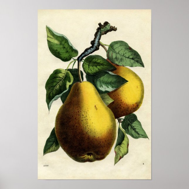 Golden Pears Poster (Front)