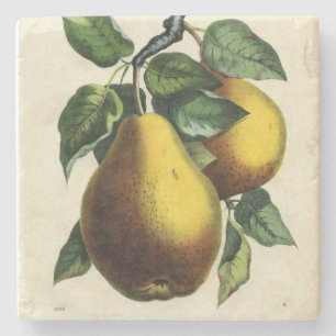 Golden Pears Square Stone Coaster