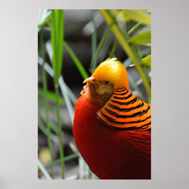 Golden Pheasant Bird Poster (Front)