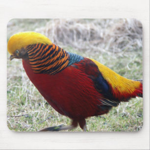 Golden Pheasant - Chrysolophus pictus Mouse Pad