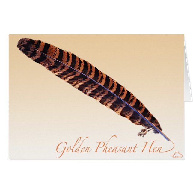 Golden Pheasant Hen Tail (Front Horizontal)