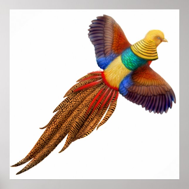 Golden Pheasant Print (Front)