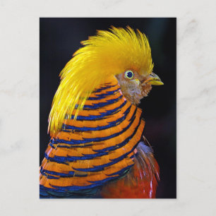 Golden pheasant print postcard