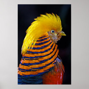 Golden pheasant print poster