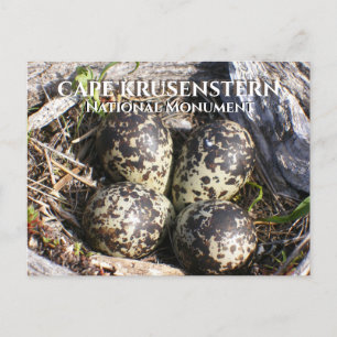 Golden Plover Eggs, Tundra, Cape Krusenstern AK Postcard