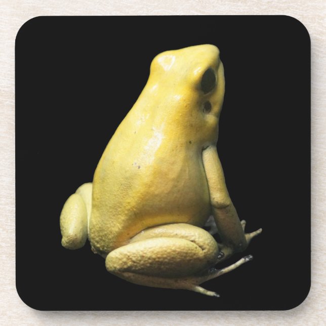 Golden Poison Frog Coaster (Front)