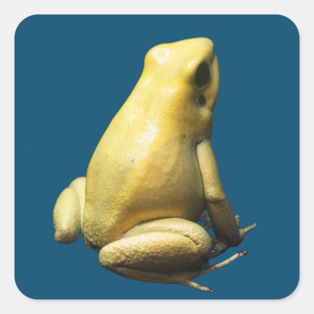 Golden Poison Frog Square Sticker (Front)