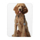 Golden Poodle Dog wearing a stethoscope