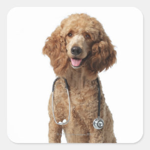 Golden Poodle Dog wearing a stethoscope Square Sticker