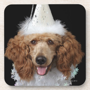 Golden Poodle Dog wearing a white clown costume Coaster