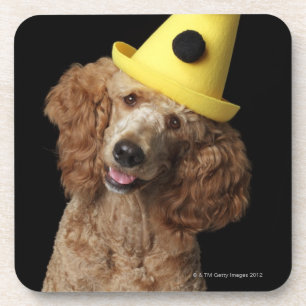 Golden Poodle Dog wearing a yellow clown hat Coaster