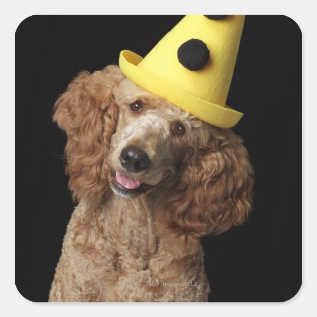 Golden Poodle Dog wearing a yellow clown hat Square Sticker (Front)