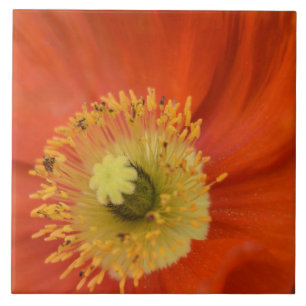 Golden Poppy - Vibrant Botanical Close-Up Ceramic Tile